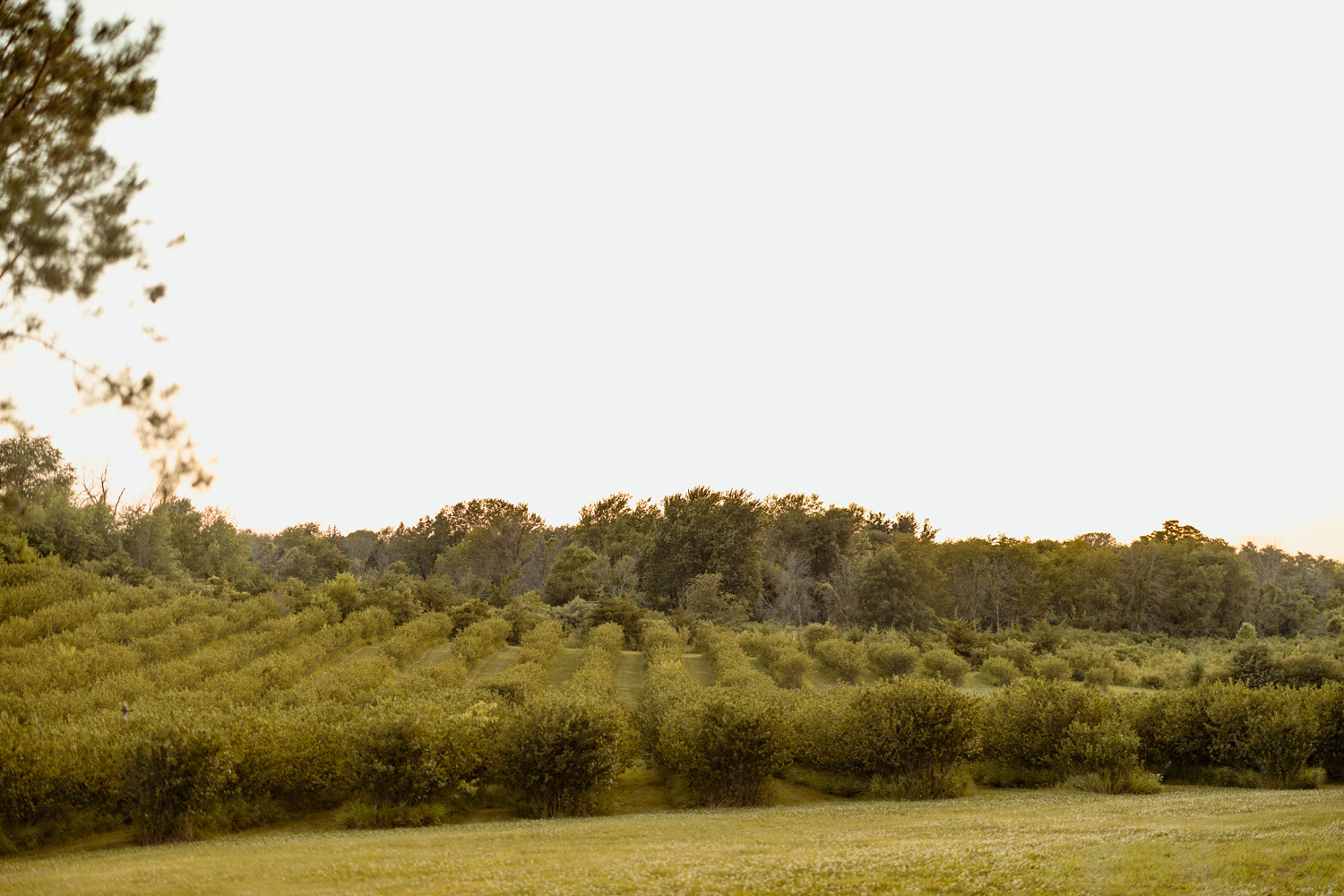 Koru Berry Farm, Homestead, Iowa