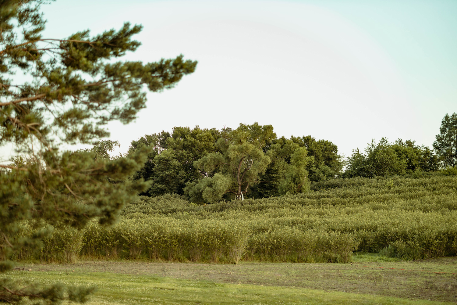 Koru Berry Farm, Homestead, Iowa