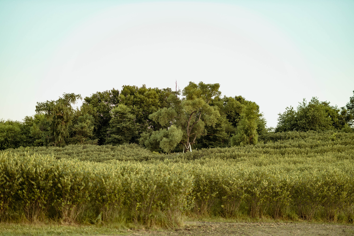 Koru Berry Farm, Homestead, Iowa