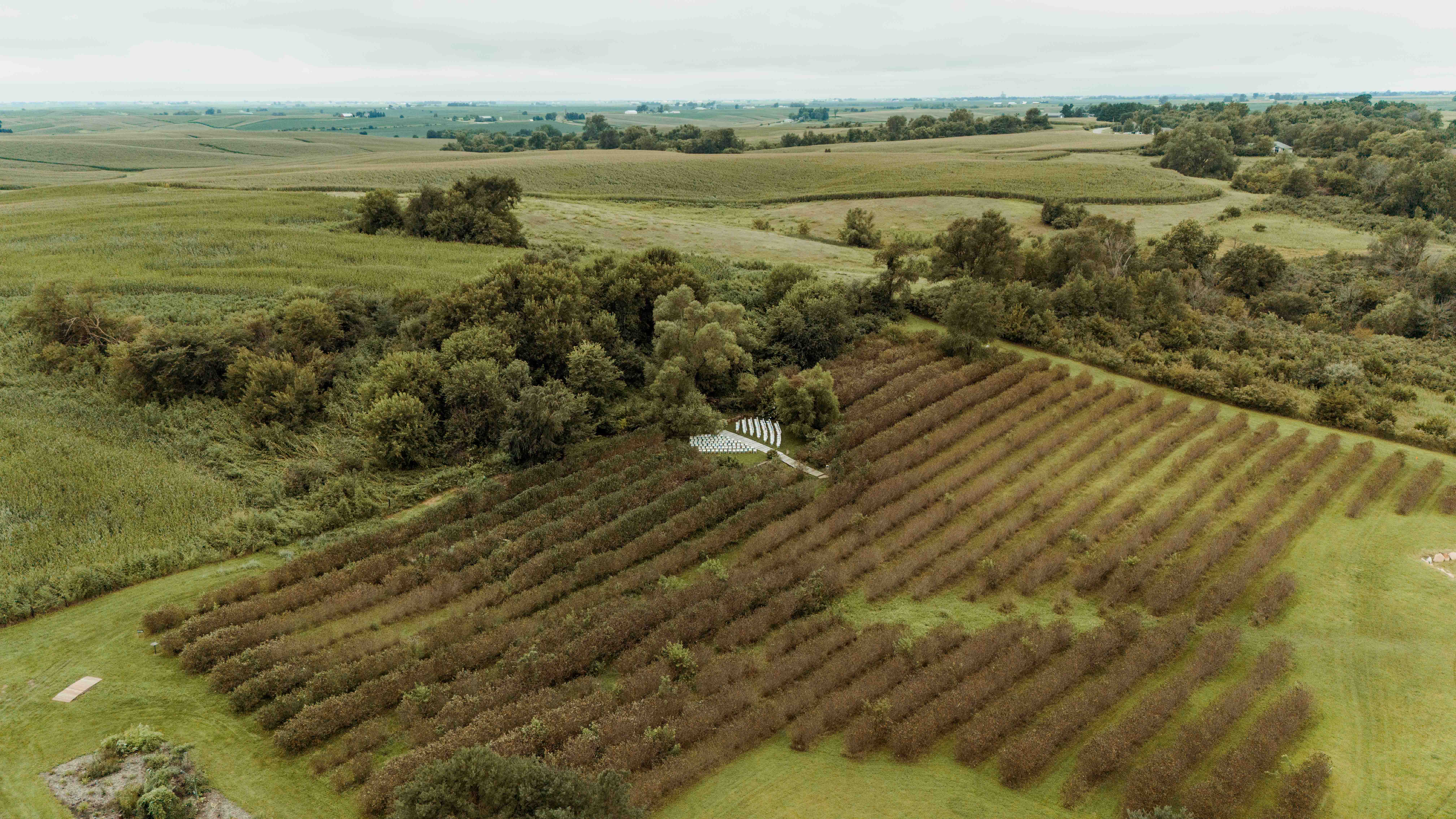 Koru Berry Farm, Homestead, Iowa